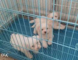 Pure maltese bichon teddy bears