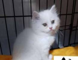 For one day only 800 alf persian female