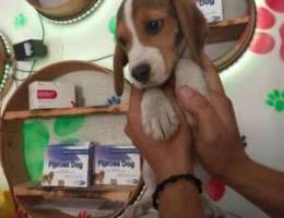 Beagle pure breed special offer