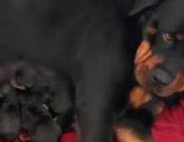 Pure Rottweiler puppies