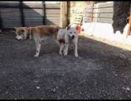 akita puppies