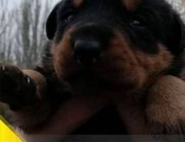 Rottweilers !!! Booking !!! The puppies !!...