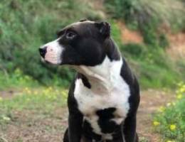 female pitbull 2 years old