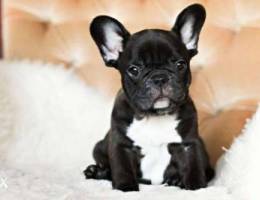 French Bulldog Black.