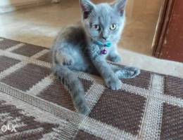 Chirazy cat male Gray 2 month very adorabl...