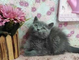 British shorthair kitten