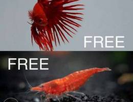 Red Crowntail Beta and Cherry Shrimp (Free...