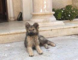 Mix golden husky