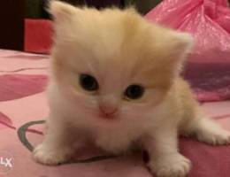 persian cat for sale