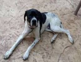 Pure english pointer