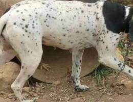 Female pointer