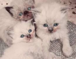 5 Cats for sale Ù¥ Ù‚Ø·Ø· Ù„Ù„Ø¨ÙŠØ¹