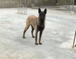 Female malinois