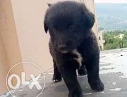 Female labrador black