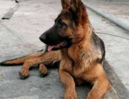 Female german shepherd