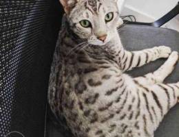 Pure 100 percent Bengal Cat - Trade iPhone...