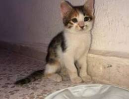 2 month old female kitten for adoption