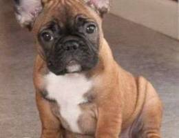 French Bulldog ( Frenchie) / Fawn Color