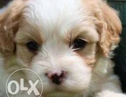 Cavachon / Cavalier+Bichon.