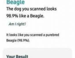 Beagle top breed scan