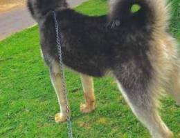 husky 4 months (Ù…Ø·Ø¹Ù‘Ù…)