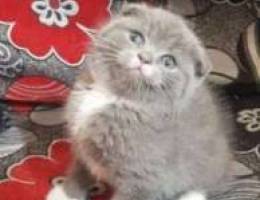 2 female Scottish fold bru color for sale