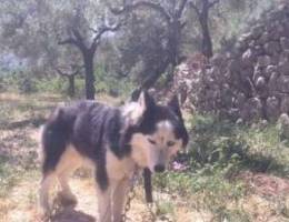 Siberian husky pure long hair