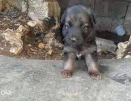 German shepherd puppy