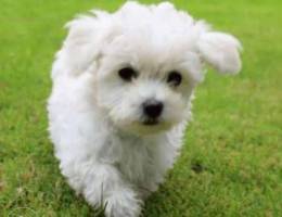 White bichon