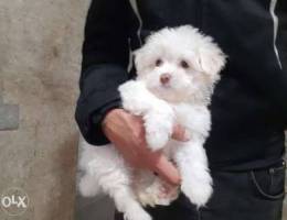 Pure maltese bichon 1400 alf