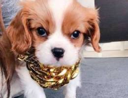 _ Cavalier King Charles !~ Puppies