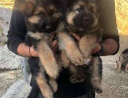 German shepherd puppies