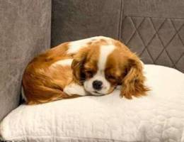 ... Cavalier King Charles (BLENHEIM)