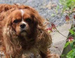 Cavalier King Charles (RUBY) Vaccinated../