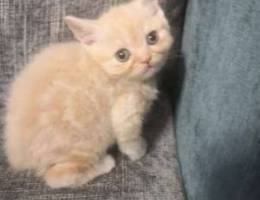 Scottish Fold Kitten. Blondy, Green Eyes.