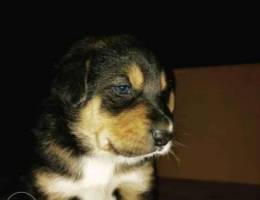 Puppy husky and Rottweiler mix