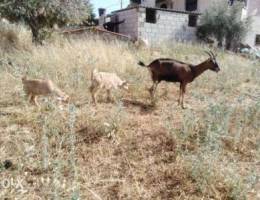 Ø¹Ù†Ø²Ø© Ø§Ù„Ø¨ÙŠÙ†ØŒAlpine Goat