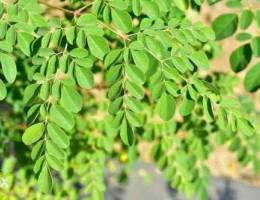 Moringa trees Ø´Ø¬Ø± Ù…ÙˆØ±ÙŠÙ†ØºØ§ Ø§Ù„Ø£ÙØ±ÙŠÙ‚ÙŠ