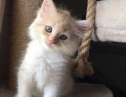 pure cream kitten