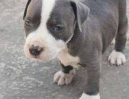 Pitbull blue nose