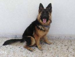 Female German shepherd