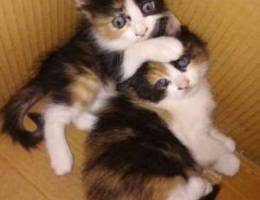 Domestic female cats for adoption