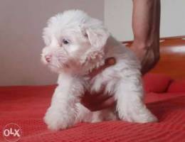 Pure white bichon maltese 1400 alf