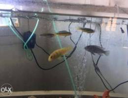 for sale 2 kenyi mbuna cichlid and 2 Aurat...