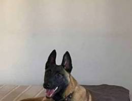 8 Month Old Malinois