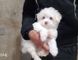 Bichon maltese teddy bear