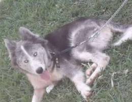 husky female blue eyes ekhde t3ume