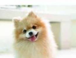 matloob pomeranian teacup