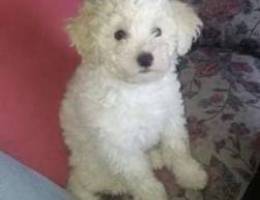 bichon puppie