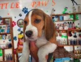 Beagle pure breed scan special offer